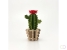Bloem Cactus akoestiekdempende plant
