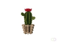 Bloem Cactus akoestiekdempende plant