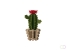 Bloem Cactus akoestiekdempende plant