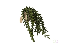 Hangplant akoestiekdempende plant