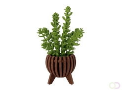 Struik akoestiekdempende plant